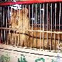 佛山馬戲團猛獅失控出籠 百余觀衆逃命（圖） 動物世界