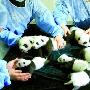 9只大熊猫宝宝集体亮相成都（图） 动物世界