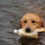 小狗“义务”清理水面垃圾（图） 动物世界
