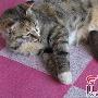 猫咪生育前吃老鼠 生育后却给老鼠幼崽喂奶（图） 动物世界