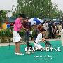 爱斯达杯国际犬展B场：更犬组（迷你雪纳瑞）8（图） 动物世界