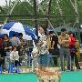 爱斯达杯国际犬展B场：运动犬组(美国可卡)1（图） 动物世界