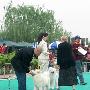 爱斯达杯国际犬展B场：工作犬组（萨摩耶1）（图） 动物世界