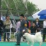 爱斯达杯国际犬展B场：工作犬组（萨摩耶2）（图） 动物世界