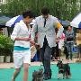 爱斯达杯国际犬展A场：更犬组（迷你雪纳瑞）3（图） 动物世界