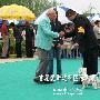 爱斯达杯国际犬展A场：更犬组（西部高地白更）（图） 动物世界