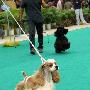 爱斯达杯国际犬展A场：运动犬组（美国可卡）2 （图） 动物世界