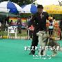 爱斯达杯国际犬展A场：工作犬组（哈士奇雪橇犬）6（图） 动物世界