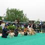 愛斯達杯國際犬展：金毛單獨展2（圖） 動物世界