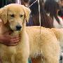 愛斯達杯國際犬展：金毛單獨展1（圖） 動物世界