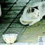 猫妈妈救小猫24小时苦守候拒绝进食（图） 动物世界
