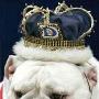 英国选出最美斗牛犬 冠军狗爱美鞋（图） 动物世界
