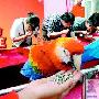 重庆8只鹦鹉与人同场比赛嗑瓜子（图） 动物世界