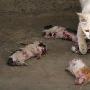四只小猫被虐待致死陈尸母猫面前（图） 动物世界