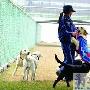 北京引进6条缉毒洋犬 暂不懂汉语口令 动物世界