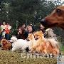 森林公园内百余宠物狗PK（图） 动物世界