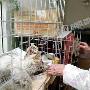 北京流浪猫头部被砍十多刀 疑有人故意虐猫（图） 动物世界