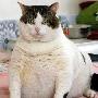 组图：超级肥猫体重30斤腰围2尺3寸不爱吃鱼（图） 动物世界