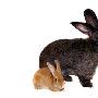 英国巨兔体重16公斤身长1.1米（图） 动物世界
