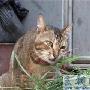 小猫爱吃狗尾巴草（图） 动物世界