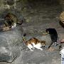 流浪猫聚集北海公园（图） 动物世界
