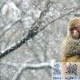安徽淮北动物园里的猴子迎来第一场雪（图） 动物世界