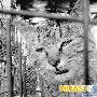 闹市杀活猫棍棒下，猫在哀鸣（图） 动物世界