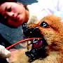 误食灭鼠药20多只狗集体中毒 六成治疗无效死亡（图） 动物世界