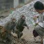 20只猴子因主人无力喂养结队向路人乞讨（图） 动物世界