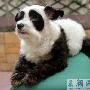 黑眼圈小狗貌似熊猫大受欢迎（图） 动物世界