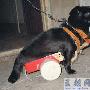 残腿小狗坐上“轮椅”（图） 动物世界