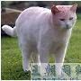 闲逛回来 英国白色宠物猫摇身一变成粉色 （图） 动物世界