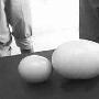 天门母鸡产下巨型蛋（图） 动物世界