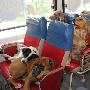 哥伦比亚的狗训练营 狗可以学到良好生活习惯（图） 动物世界