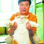 西安一肥猫体重达23．5斤 每月伙食100多元（图） 动物世界