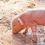 小猪长有五只脚 专家称可能是基因变异（图） 动物世界