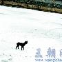 黑狗被困冰上哀鳴 居民聞聲 日夜驚心 動物世界