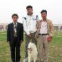 KCC沈阳分会第一届国际名犬展(3)（图） 动物世界