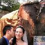 野生动物保护公司推出四种婚礼配套（图） 动物世界