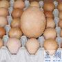 生超级蛋 母鸡难产 （图） 动物世界