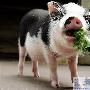 可爱小猪吃蔬菜（图） 动物世界
