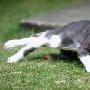 16歲的貓咪滑板上小憩（圖） 動物世界