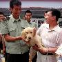 沈阳消防获赠金色猎犬 世界消防犬首添名犬（图） 动物世界