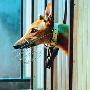 赛狗重现上海滩 每条格力犬价值2万元（图） 动物世界