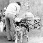 男主人被打死义犬报信（图） 动物世界