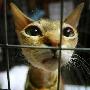 保加利亚首都举行猫展（图） 动物世界