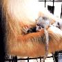 稀有金丝猴产下双胞胎（图） 动物世界