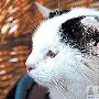 德国小猫长四个耳朵 动物避难所为其寻归宿（图） 动物世界