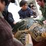 5只大海龟安家天津海洋馆 最大的3百多岁（图） 动物世界