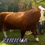 世界上最牛的牛 重1250公斤身价百万美元（图） 动物世界